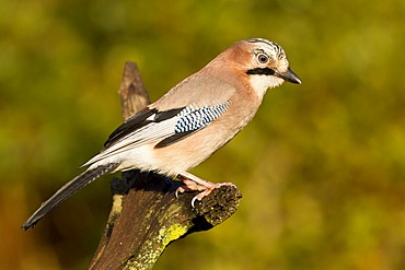 Eurasian Jay (Garrulus glandarius) on a forked branch, Gifhorn, Lower Saxony, Germany, Europe