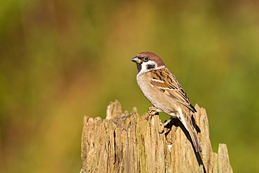 Eurasian Tree Sparrow (Passer montanus) on a stump used as a food stand, Gifhorn, Lower Saxony, Germany, Europe