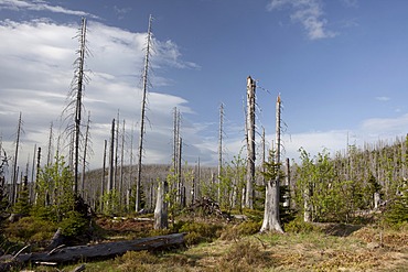 Forest dieback at Mt Lusen, Bavarian Forest, Bavaria, Germany, Europe