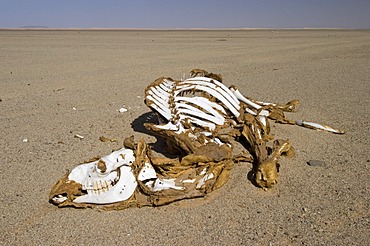 Dead camel in the desert