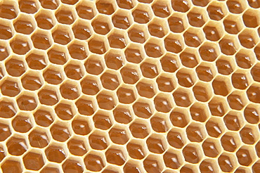 Honeycomb