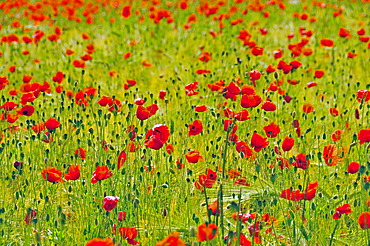 Red poppies (Papaver rhoeas) in a wheat field