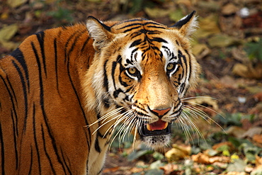 Bengal tiger, or Royal Bengal tiger (Panthera tigris tigris, previously Panthera tigris bengalensis), Kerala, India, Asia