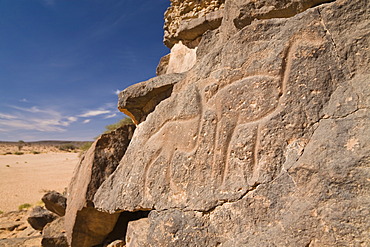 Rock engravings in the Wadi Mathendous, giraffe, Wadi Barjuj, stone desert, Libya, Sahara, North Africa, Africa