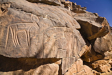 Rock engravings in the Wadi Mathendous, giraffe, Wadi Barjuj, stone desert, Libya, Sahara, North Africa, Africa