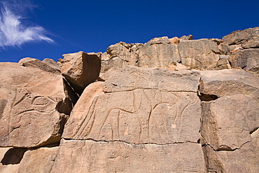 Rock engravings in the Wadi Mathendous, giraffe, Wadi Barjuj, stone desert, Libya, Sahara, North Africa, Africa