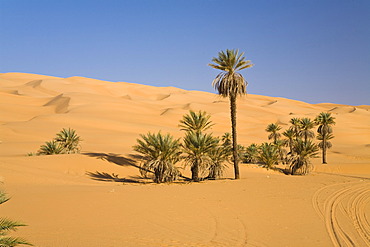 Date Palms (Phoenix spec.), in the Libyan Desert, Um el Ma Oasis, Libya, Sahara, North Africa, Africa