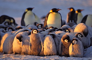 Emperor penguins (Aptenodytes forsteri) with chicks, Weddell Sea, Antarctica