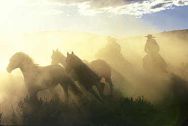 Cowboys horseriding at sunset, Oregon, USA