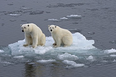 Polar Bears (Ursus maritimus), female and juvenile on an ice floe in the pack ice, Spitsbergen Island, Svalbard Archipeligo, Svalbard and Jan Mayen, Norway, Europe