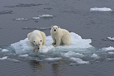 Polar Bears (Ursus maritimus), female and juvenile on an ice floe in the pack ice, Spitsbergen Island, Svalbard Archipeligo, Svalbard and Jan Mayen, Norway, Europe