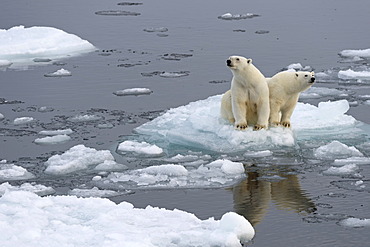 Polar Bears (Ursus maritimus), female and juvenile on an ice floe in the pack ice, Spitsbergen Island, Svalbard Archipeligo, Svalbard and Jan Mayen, Norway, Europe