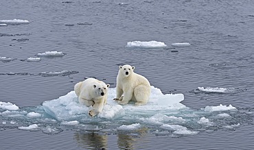 Polar Bears (Ursus maritimus), female and juvenile on an ice floe in the pack ice, Spitsbergen Island, Svalbard Archipeligo, Svalbard and Jan Mayen, Norway, Europe