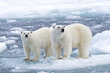 Polar Bears (Ursus maritimus), female and juvenile on an ice floe in the pack ice, Spitsbergen Island, Svalbard Archipeligo, Svalbard and Jan Mayen, Norway, Europe