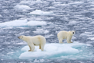 Polar Bears (Ursus maritimus), female and juvenile on an ice floe in the pack ice, Spitsbergen Island, Svalbard Archipeligo, Svalbard and Jan Mayen, Norway, Europe