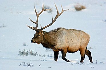 bull wapiti walking through the snow