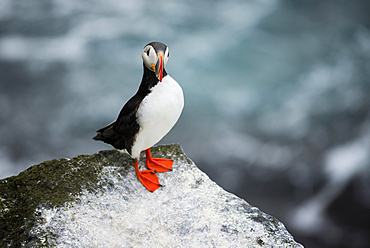 Puffin (Fratercula arctica) on a cliff above the sea, SkoruvÃ­kurbjarg bird cliffs, Langanes peninsula, North Eastern Region, Iceland, Europe