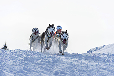 Sled dog racing, sled dog team in winter landscape, Unterjoch, OberallgÃ¤u, Bavaria, Germany, Europe