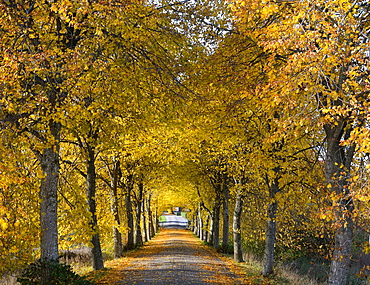 Avenue, autumnal colours, Krageholm, Scania, Sweden, Europe