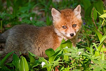 portrait of a baby red fox (vulpes vulpes)