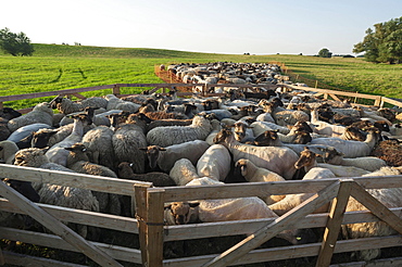 Sheep in the pen on a pasture, partly shorn, Mecklenburg-Western Pomerania, Germany, Europe