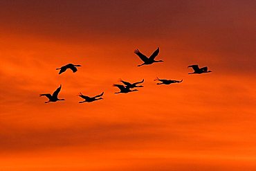 troop of cranes (grus grus) flying into the sunrise, national park Vorpommersche Boddenlandschaft, Mecklenburg Vorpommern, Germany