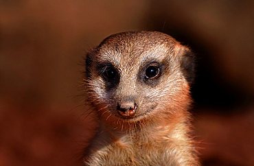 meerkat looking funny and curiously