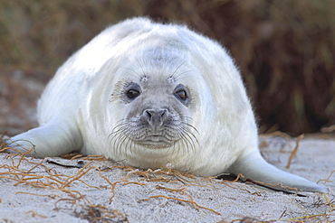 Grey Seal (Halichoerus grypus), pup on beach, portrait, Helgoland, North Sea, Germany, Europe