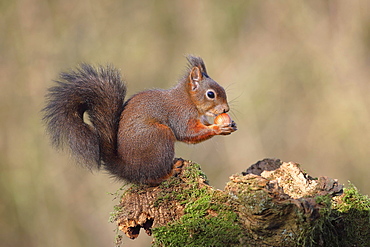 Eurasian red squirrel (Sciurus vulgaris) sits on mossy deadwood and eats a nut, Germany, Europe