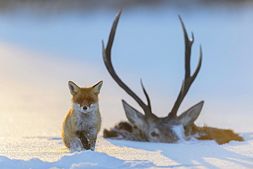 Red fox (Vulpes vulpes), by the carcass of a red deer that fell into the ice, frozen lake, Bohemian Forest, Czech Republic, Europe