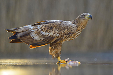 White-tailed eagle (Haliaeetus albicilla) standing on captured fish in shallow water, Kiskunsag National Park, Hungary, Europe