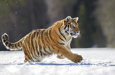 Siberian tiger (Panthera tigris altaica) juvenile running in snow, captive, Moravia, Czech Republic, Europe