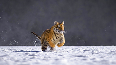 Siberian tiger (Panthera tigris altaica), captive, running in the snow, jumping, Moravia, Czech Republic, Europe