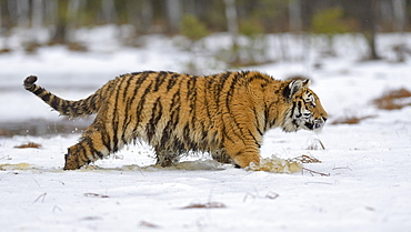 Siberian tiger (Panthera tigris altaica), runs through snow and water, captive, Moravia, Czech Republic, Europe