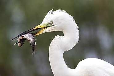 Great egret (Egretta alba) with fish in the beak, portrait, Bacs-Kiskun, Hungary, Europe