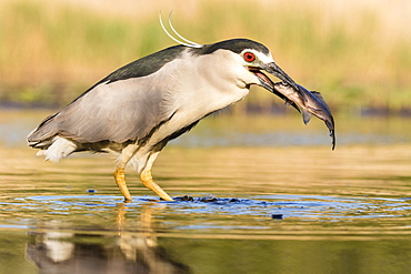 Black-crowned night heron (Nycticorax nycticorax) with fish in the beak, Bacs-Kiskun, Hungary, Europe