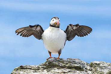 Puffin (Fratercula arctica), spread wings, Lunga, Isle of Mull, Inner Hebrides, Scotland, United Kingdom, Europe