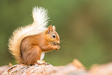 Eurasian red squirrel (Sciurus vulgaris) sits on a branch and eats, Cairngroms National Park, Highlands, Scotland, United Kingdom, Europe