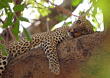 Leopard (Panthera pardus) resting in tree, South Luangwa National Park, Zambia, Africa