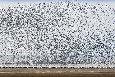 Large flock of waders, red knots (Calidris canutus) and oystercatchers (Haematopus ostralegus) above the alluvial area Wash, Snettisham, Norfolk, England