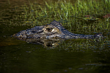 Yacare Caiman (Caiman yacare, Caiman crocodilus yacara), portrait in water, Pantanal, Mato Grosso do Sul, Brazil, South America