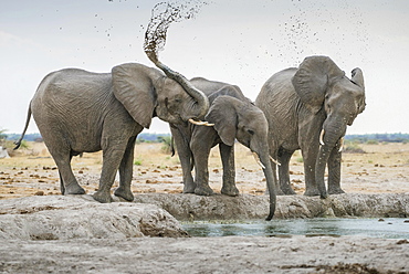 African elephants (Loxodonta africana), drinking at a waterhole, Nxai Pan National Park, Ngamiland District, Botswana, Africa