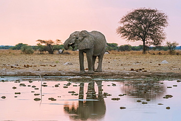 African elephant (Loxodonta africana) drinks at a waterhole, Nxai Pan National Park, Ngamiland District, Botswana, Africa