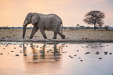 African elephant (Loxodonta africana) at a waterhole, Nxai Pan National Park, Ngamiland District, Botswana, Africa