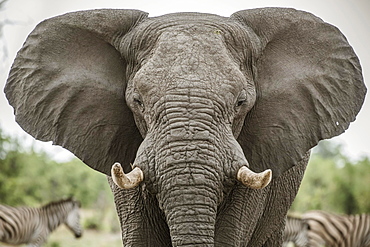 African elephant (Loxodonta africana), Portrait with extended ears, aggressive, Close Up, Marabou Pan, Savuti, Chobe National Park, Chobe District, Botswana, Africa