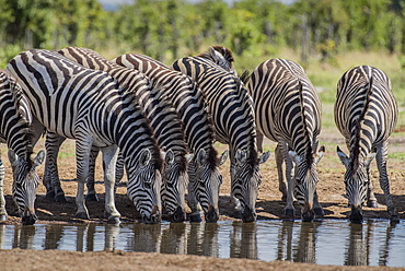 Burchell's Zebras (Equus burchelli), herd drinking at a waterhole, Savuti, Chobe National Park, Chobe District, Botswana, Africa