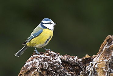 Blue Tit (Parus caerulea), Emsland, Lower Saxony, Germany, Europe