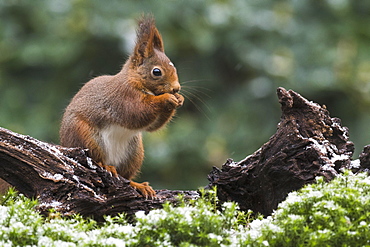 Eurasian red squirrel (Sciurus vulgaris) in winter, Emsland, Lower Saxony, Germany, Europe