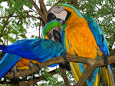 Blue and yellow macaws (Ara ararauna) sitting in a tree, pair grooming, Matto Grosso do Sul, Brazil, South America