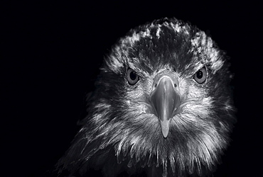 black and white portrait of a Golden Eagle Aquila chrysaetos